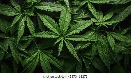 hempbuildmag.com thumbnail